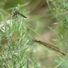 Cerdistus sp. (genus) at Booth, ACT - 5 Jan 2021