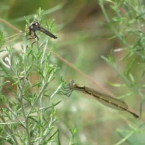 Cerdistus sp. (genus) at Booth, ACT - 5 Jan 2021