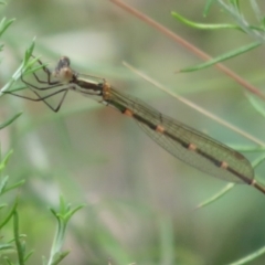 Austrolestes leda (Wandering Ringtail) at Booth, ACT - 5 Jan 2021 by Christine