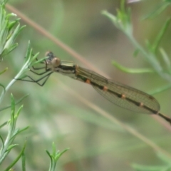 Austrolestes leda at Booth, ACT - 5 Jan 2021 01:49 PM