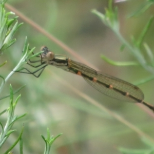 Austrolestes leda at Booth, ACT - 5 Jan 2021