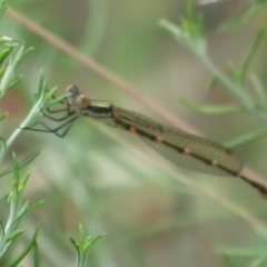 Austrolestes leda at Booth, ACT - 5 Jan 2021