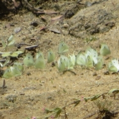 Pieris rapae (Cabbage White) at Namadgi National Park - 5 Jan 2021 by Christine
