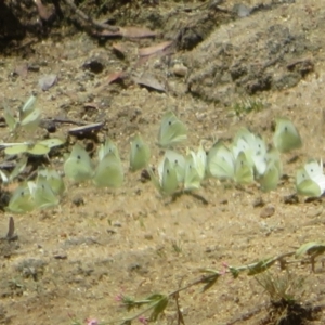 Pieris rapae at Booth, ACT - 5 Jan 2021