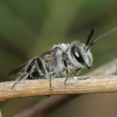 Leioproctus sp. (genus) at Downer, ACT - 3 Jan 2021