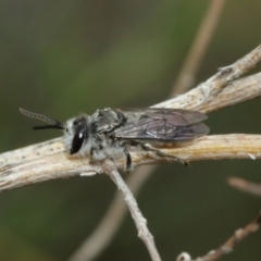 Leioproctus sp. (genus) at Downer, ACT - 3 Jan 2021