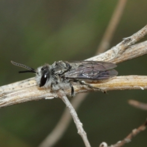 Leioproctus sp. (genus) at Downer, ACT - 3 Jan 2021