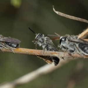 Leioproctus sp. (genus) at Downer, ACT - 3 Jan 2021