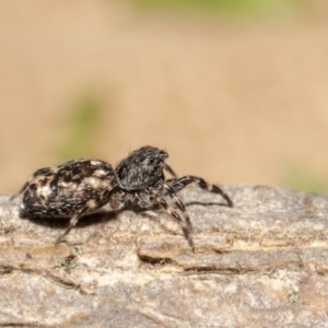 Sondra sp. (genus) at Macgregor, ACT - 4 Jan 2021