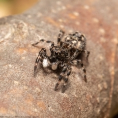 Sondra sp. (genus) at Macgregor, ACT - 4 Jan 2021