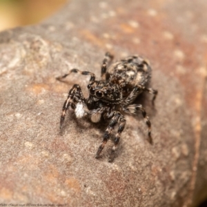 Sondra sp. (genus) at Macgregor, ACT - 4 Jan 2021