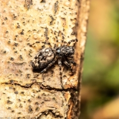 Sondra sp. (genus) at Macgregor, ACT - 4 Jan 2021