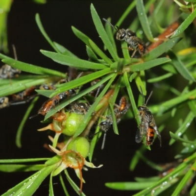 Lasioglossum (Parasphecodes) sp. (genus & subgenus) (Halictid bee) at Acton, ACT - 3 Jan 2021 by TimL