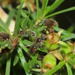 Lasioglossum (Parasphecodes) sp. (genus & subgenus) at Acton, ACT - 3 Jan 2021