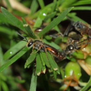 Lasioglossum (Parasphecodes) sp. (genus & subgenus) at Acton, ACT - 3 Jan 2021