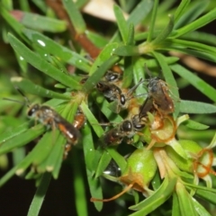 Lasioglossum (Parasphecodes) sp. (genus & subgenus) at Acton, ACT - 3 Jan 2021