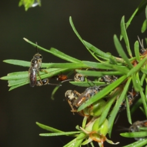 Lasioglossum (Parasphecodes) sp. (genus & subgenus) at Acton, ACT - 3 Jan 2021