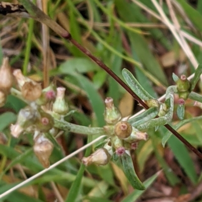 Gamochaeta purpurea (Purple Cudweed) at Hackett, ACT - 6 Jan 2021 by abread111