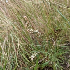 Gamochaeta purpurea at Hackett, ACT - 6 Jan 2021 08:54 AM