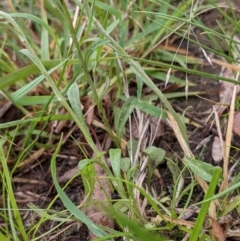 Gamochaeta purpurea at Hackett, ACT - 6 Jan 2021 08:54 AM