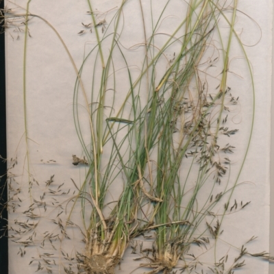 Eragrostis curvula (African Lovegrass) at The Fair, Watson - 6 Jan 2021 by waltraud