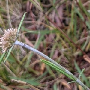 Euchiton sphaericus at Hackett, ACT - 6 Jan 2021 09:00 AM