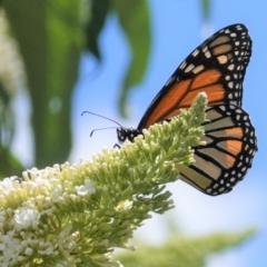 Danaus plexippus (Monarch) at Hughes, ACT - 6 Jan 2021 by JackyF