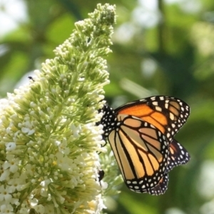 Danaus plexippus at Hughes, ACT - 6 Jan 2021 01:47 PM