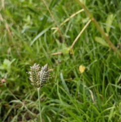 Eleusine tristachya (Goose Grass, Crab Grass, American Crows-Foot Grass) at Hackett, ACT - 5 Jan 2021 by abread111