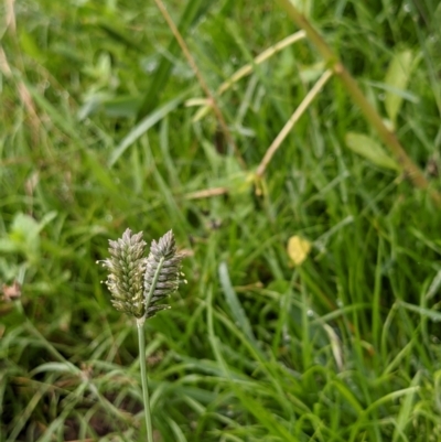 Eleusine tristachya (Goose Grass, Crab Grass, American Crows-Foot Grass) at Hackett, ACT - 6 Jan 2021 by abread111