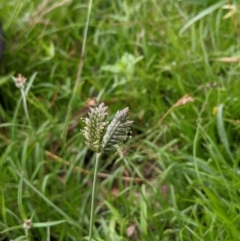 Eleusine tristachya at Hackett, ACT - 6 Jan 2021 09:02 AM