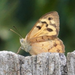 Heteronympha merope at Hughes, ACT - 6 Jan 2021