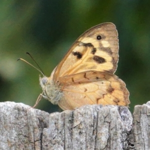 Heteronympha merope at Hughes, ACT - 6 Jan 2021