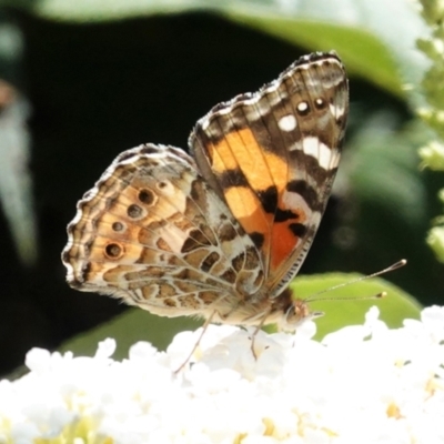 Vanessa kershawi (Australian Painted Lady) at Hughes, ACT - 6 Jan 2021 by JackyF