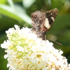 Vanessa itea (Yellow Admiral) at Hughes, ACT - 6 Jan 2021 by JackyF