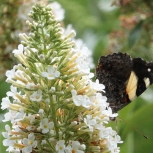 Vanessa itea at Hughes, ACT - 6 Jan 2021