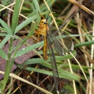 Nymphes myrmeleonoides at Hughes, ACT - 3 Jan 2021