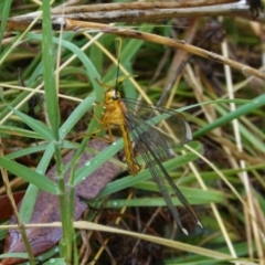 Nymphes myrmeleonoides at Hughes, ACT - 3 Jan 2021