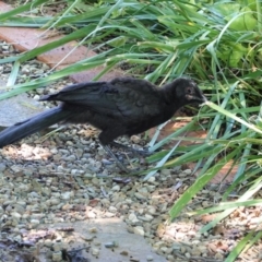 Corcorax melanorhamphos at Hughes, ACT - 5 Jan 2021 01:22 PM