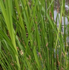 Eleocharis acuta (Common Spike-rush) at Hackett, ACT - 6 Jan 2021 by abread111