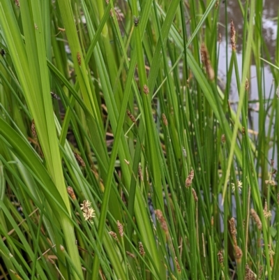 Eleocharis acuta (Common Spike-rush) at Hackett, ACT - 6 Jan 2021 by abread111