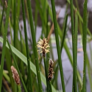 Eleocharis acuta at Hackett, ACT - 6 Jan 2021 08:45 AM