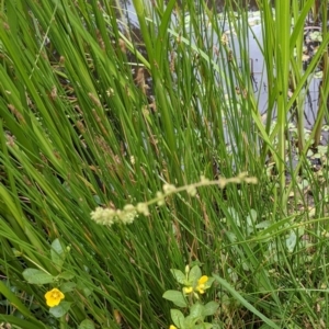 Eleocharis acuta at Hackett, ACT - 6 Jan 2021 08:45 AM