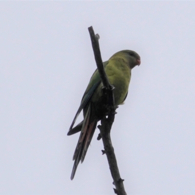 Polytelis swainsonii (Superb Parrot) at Hughes Grassy Woodland - 3 Jan 2021 by JackyF