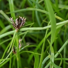 Schoenus apogon (Common Bog Sedge) at Mount Majura - 5 Jan 2021 by abread111