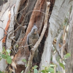 Callocephalon fimbriatum (Gang-gang Cockatoo) at Red Hill to Yarralumla Creek - 3 Jan 2021 by JackyF