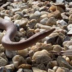 Lialis burtonis (Burton's Snake-lizard) at Nanima, NSW - 6 Jan 2021 by 81mv