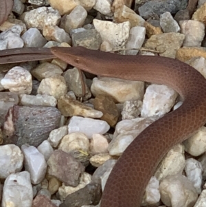 Lialis burtonis at Nanima, NSW - 6 Jan 2021 05:34 PM