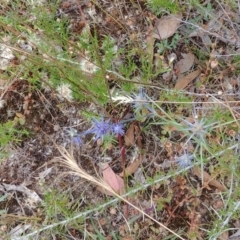 Eryngium ovinum (Blue Devil) at Majura, ACT - 6 Jan 2021 by Avery