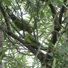 Polytelis swainsonii (Superb Parrot) at Yerrabi Pond - 6 Jan 2021 by TrishGungahlin